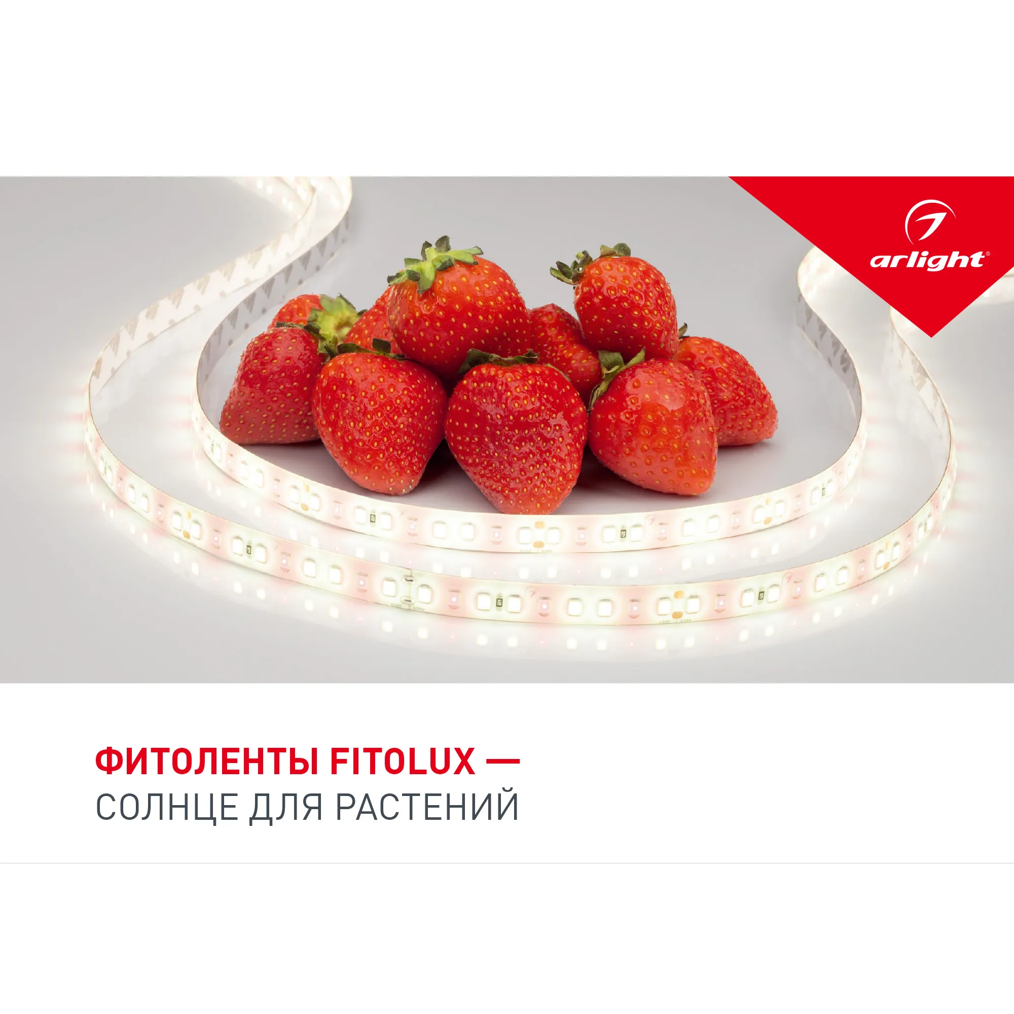 Буклет FITOLUX. 2022 (Arlight, -) - Изображение